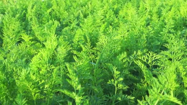 Primer Plano Brotes Plantas Jóvenes Zanahoria Crecen Cama Del Jardín — Vídeo de stock
