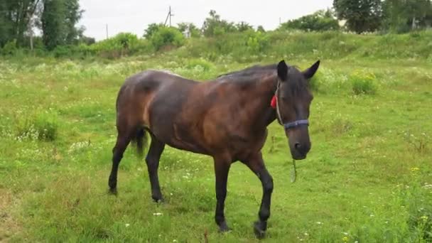 Koń Laurowy Czerwonym Frędzlem Smyczy Spaceruje Trawie Wiosce Patrzy Kamerę — Wideo stockowe