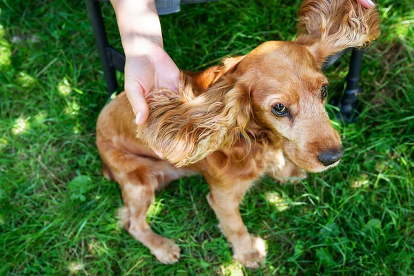 一只红头发的英国科克猎犬的画像就坐在一个小女孩身边 她展示了这只狗的大耳朵 — 图库照片#
