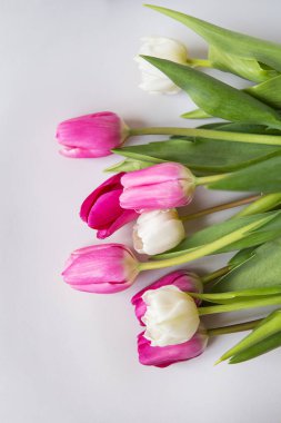 Beyaz arka planda pembe ve beyaz lalelerden oluşan güzel bir buket. İlkbahar, 8 Mart, doğum günü. Tebrik kartı