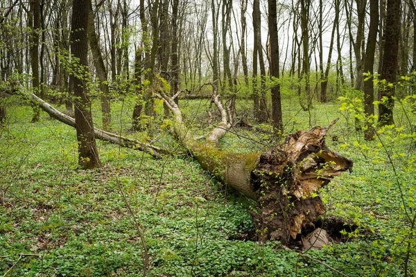 Storm damage. Fallen tree in the forest after a storm