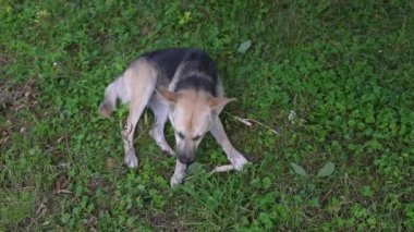 Şirin çoban köpeği arka bahçede sıkışmış bir oyuncağı çiğniyor. Genç oyuncu melez köpek çayırdaki yeşil bitkilere tahta çubuk çiğniyor. Hayvanlar ve evcil hayvanlar video konsepti. Görüntü 4K 25FPS