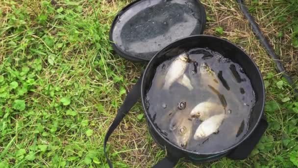 Crucian Carp Roach Silvery Scales Rubber Black Bucket Top View — Stock Video