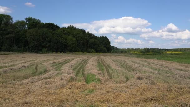 Пшеничное Поле После Сбора Урожая Против Голубого Неба Белыми Облаками — стоковое видео