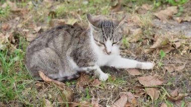 Yerdeki gri turuncu ve beyaz kedi gün boyunca evin avlusuna bakıyor. Arka bahçede düşen sonbahar yaprakları ve çimenlerin arasında korkmuş bir hayvan. 4K video görüntüleri