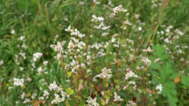 Pek çok beyaz buğday çiçeğini kapatın. Güneşli bir yaz gününde çiçek açan karabuğday tarlası. Fagopyrum esculentum, Japon gümüş kaplama karabuğday çiçeği. 4K 25FPS 'de doğanın video görüntüleri