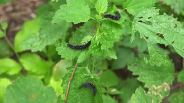 Larva evresinde, dikenlerle kaplı birkaç siyah tırtılın yakın çekimi ormandaki genç ısırgan otlarının yeşil yapraklarını yiyor. Tırtıl bitkileri yer, yavrulamadan önce tarımsal böcekleri. 4K görüntü