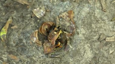 Sexton böceklerini karıncalarla birlikte ezilmiş bir salyangozu yiyerek gömmek. Yakın çekim. İki Nicrophorus orbicollis americanus böceği ormanda ölü bir hayvan üzerinde. Silphidae leşçileri leş yerler. 4K görüntü