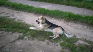 Ciddi bir siyah ve bronz Alman çoban köpeği toprak bir yolda yatıyor sonra kafasını çeviriyor ve kuyruğunu sallayan kameraya bakıyor. Akşamları dışarıda genç bir hayvan bekçisi. 4K 25FPS evcil hayvan görüntüleri