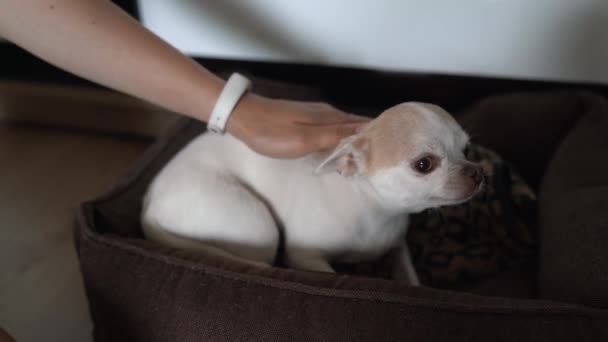 Jonge Vrouw Streelde Een Chihuahua Close Kleine Miniatuur Puppy Ligt — Stockvideo