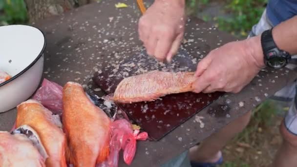 Balıkçı Ellerinin Açık Havada Kazıyıcı Ile Kırmızı Levrek Temizlediği Yakın — Stok video