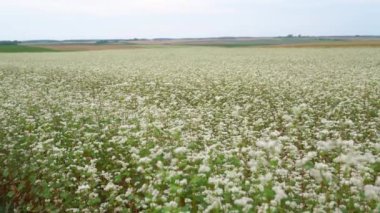 Çiftlikteki karabuğday çiçeklerinin panoramik yaz manzarası. Mavi gökyüzüne karşı çiçek açan beyaz karabuğday çayırı. Tarım alanları ufukta kayboluyor. 4K 25FPS 'deki Doğa Görüntüleri