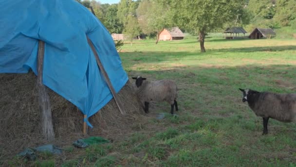 Zwei Schafe Einem Offenen Stall Auf Dem Sonnigen Hof Schafe — Stockvideo