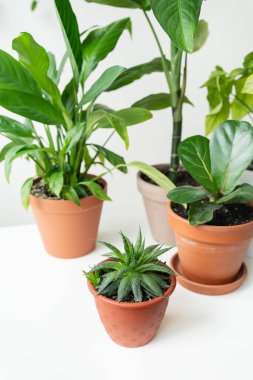 Modern ev bahçesi kompozisyonu farklı tasarım çömlekleri içindeki birçok güzel bitkiyle doludur. Şık bir iç mekan, bahçe işleri.