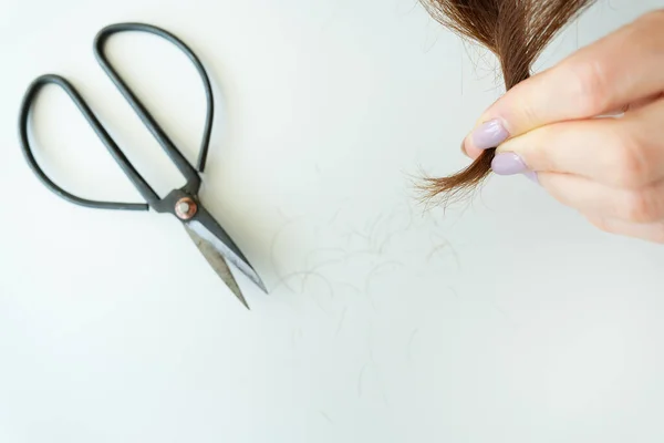 Hairdresser cuts brown hair with scissors. Haircut close-up. Getting rid of split ends, hair care