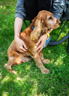 Güneşli bir günde bir kız tarafından okşanan İngiliz Cocker Spaniel köpeğinin mutlu portresi.