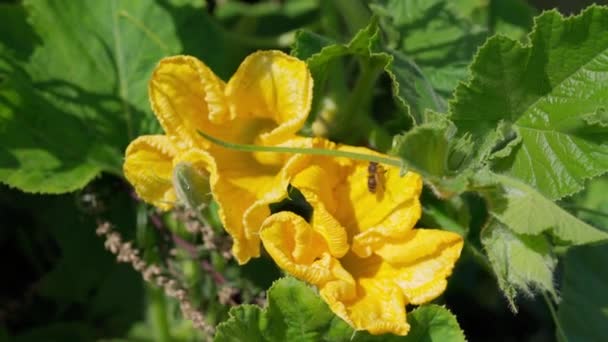 Parlak Sarı Balkabağı Çiçeğinin Bal Polenini Bulmak Için Uçan Bal — Stok video