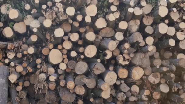 一堆堆木柴 一大箱高大的树被砍倒堆积起来 在摧毁森林的风暴之后 数以千计的原木堆积起来了 一堆堆被砍倒的松树原木在森林里 木材原木 木材采伐 — 图库视频影像