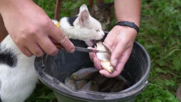 夏の庭で面白い猫のクローズアップは好奇心旺盛に水のバケツを見て魚を捕まえる 漁師はナイフで魚を掃除し 遊び心のある子猫は屋外でそれを盗もうとします 4K映像について — ストック動画