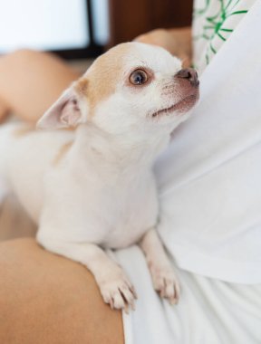 Sahibinin kollarında beyaz bej renkli bir Chihuahua köpeğinin portresi. Köpeği okşuyor, umursuyor. Mutlu bir köpeğin portresi.