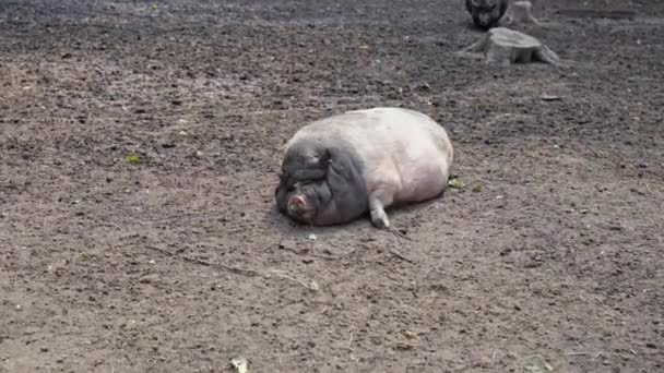泥の地面で眠っているアフリカの脂肪豚の自然な景色 目が閉ざされ 耳をふるい ハエを振り払った 怠惰なボアが地面に横たわっています 野生動物は太陽の下にいる 4K映像について — ストック動画