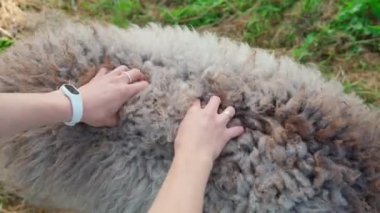 Kadın ellerinin dışarıda koyun yününe dokunup yoğurduğu yakın plan. Çiftçi kız, bir çiftlikte otlayan merino kuzusuna masaj yapıyor. Hayvanlara ilgi ve sevgi kavramı. 25FPS 'te 4K video görüntüsü