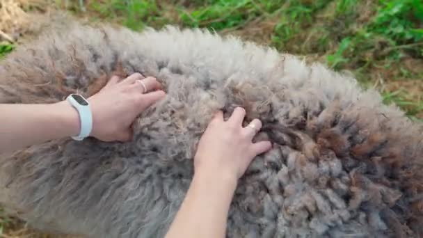 Close Mãos Mulher Tocando Amassar Ovelha Exterior Menina Agricultor Fazendo — Vídeo de Stock
