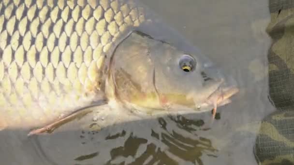 Karpfenkopf Mit Schnurrbart Der Wasser Einatmet Große Süßwasserfische Mit Schuppen — Stockvideo