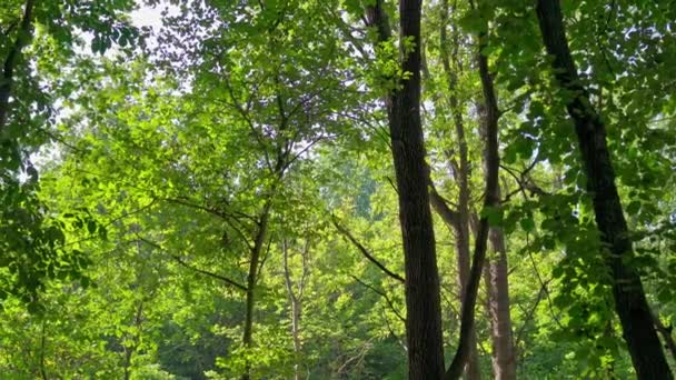 Зелені Лісові Пейзажі Сонцем Проливають Прекрасні Промені Крізь Листя Дивовижна — стокове відео