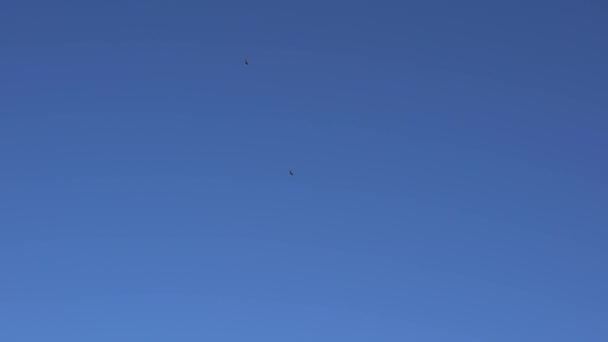 鮮やかな青空に向かって穏やかに回る獲物の鳥のシルエットを見上げます 2つの黄金の鷲またはペレグリン ファルコンは 雲のない空の獲物の土を探しています 25Fpsの自然ビデオ映像 — ストック動画