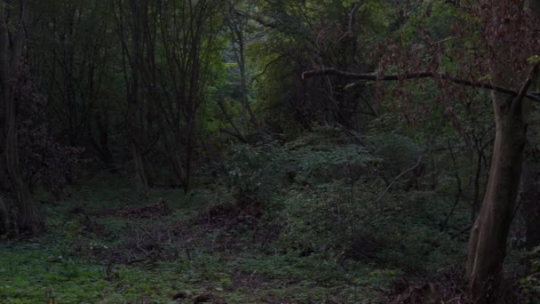 Прекрасний Містичний Темний Ліс Осінню Ніч Барвистий Пейзаж Зачарованими Мертвими — стокове відео