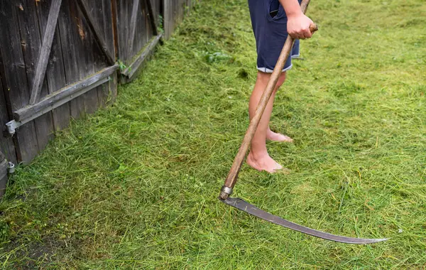 Güneşli bir günde bahçesini yeşile çevirmek için eski bir tırpanla çimleri biçen bir adam. Çıplak ayakla tanınmayan bir adam çimleri biçer ve tırpan tutar.