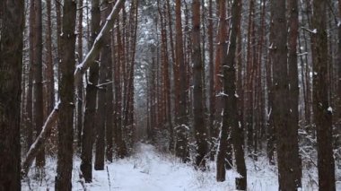 Çam kozalaklı ormanda kar yağışı olan kış atmosferi. Soğuk bir günde, kar beyazı bir orman. Park ormanı manzarası. Uçan kar taneleri olan kış ayazlarının doğası. 4K kozalaklı orman manzarası