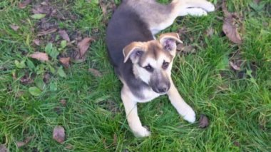 Melez bir Alman köpek yavrusu çimlerin üzerinde uzanıyor ve kameranın karşısına bakıyor. Güneşli bir yaz gününde dışarıda dinlenen güzel bir köpek başını çevirir. 4K 25FPS Hayvan video görüntüleri