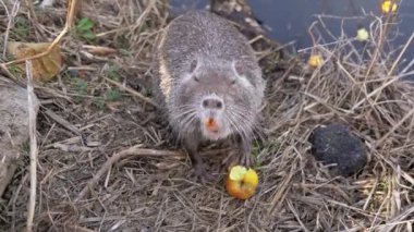 Vahşi bir hayvan nehir kenarında kırmızı bir elma yiyor ve kameraya bakıyor. Kuzey Fransa 'da küçük bir göletin sığ sularındaki coypu. Myocastor coypus kuru otlar ve çalı çırpı ile deniz kenarında yemek yiyor.