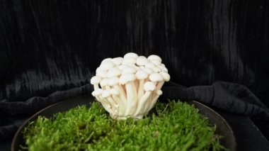 Ev konseptinde mantar yetiştirmek. Shimeji mantarlarına insan eliyle su püskürtüyor. Ev mutfağında Buna-shimeji yetiştirme seti. Hypsizygus tessulatus mantar kültürü. Evde yiyecek yetiştirmek eğlenceli bir hobi. 4K