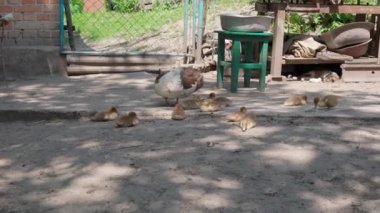 Küçük ördekler ve anne ördek avluda. Sarı ördek yavruları demir yalakla birlikte köyün bahçesinde dinleniyor. 4K yaşam konsepti çiftlikte bir kedi ve bir tavukla uyur.