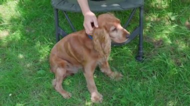 Sahibi güzel kahverengi saçlı bir köpeği çimlerin üzerinde oturuyor. Güzel köpek dışarıda güzel poz veriyor. Mutlu Köpek yaz tatilinde kamp sandalyesinin yanında - hafta sonu pikniği. İngiliz cocker spaniel dinleniyor. 4K
