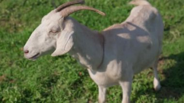 Köyün kırsalındaki yeşil çayır tarlasında çim biçen beyaz keçi portresi. Otlakta otlayan boynuzlu süt hayvanlarının başı. Hayvancılık ve keçi yetiştiriciliği kavramları. 4K video