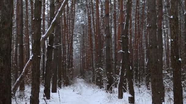 Atmosfera Inverno Com Nevasca Floresta Coníferas Pinho Floresta Branca Nevada — Vídeo de Stock