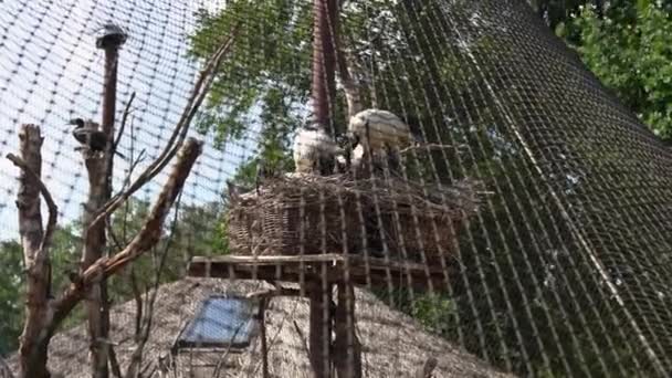 Australische Witte Ibis Vogels Vliegen Zitten Een Nest Dierentuin Beelden — Stockvideo