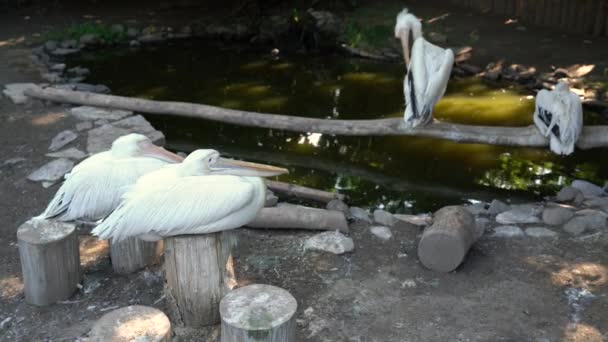 Pembe Pelikan Kenarındaki Tahta Direklere Oturur Arka Planda Bir Tüneğin — Stok video
