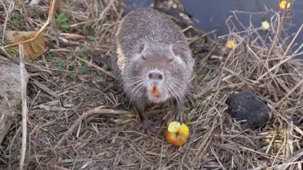Wild Animal Eating Red Apple River Look Camera Coypu Shallow — Stock Video