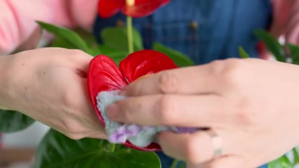 Молода Жінка Доглядає Квітами Вдома Домогосподарка Фартусі Протирає Пил Квіткового — стокове відео