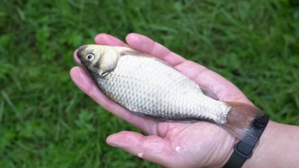 Close Pequeno Peixe Palma Mão Homem Pescador Segura Sua Mão — Vídeo de Stock