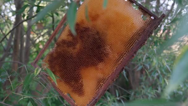 Een Houten Bijenframe Met Honingraat Honing Hangt Aan Een Boomtak — Stockvideo