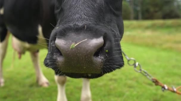 黒い牛の鼻を閉じました 牧場で牛のチューイング草の面白い頭の非常に近い眺め 農地で放牧するパズル動物 家畜コンセプト 牧場での牛のビデオ映像 25Fps — ストック動画