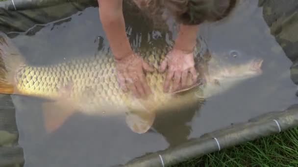 Barn Vidrör Levande Stor Karp Liggande Vatten Avkrokningsmattan Sportkarpfiske Spegelkarp — Stockvideo