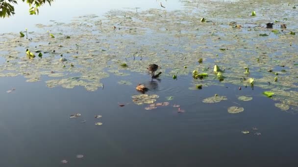 Mallard Bebek Berenang Dan Membuat Percikan Atas Air Antara Bunga — Stok Video