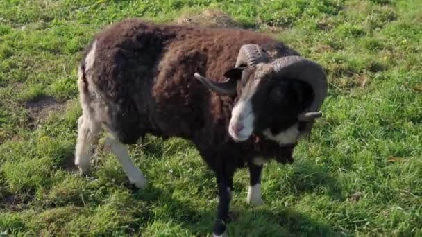 秋の晴れた日に黒いケムフロンラムを閉じます 牧場で 鎖に縛られた角の雄羊は 豚の近くの草の上を歩きます 農業と羊農業のコンセプト 4K動物のビデオ映像 — ストック動画